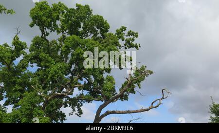 Due querce, una viva e una morta Foto Stock