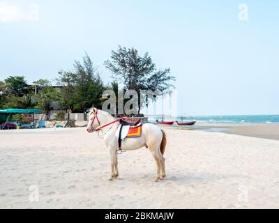 Bellissimo cavallo bianco sulla spiaggia di sabbia, servizio per il turista a Hua-Hin, Thailandia. Foto Stock