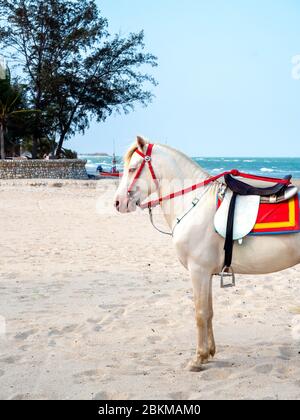 Bellissimo cavallo bianco sulla spiaggia di sabbia, servizio per il turista a Hua-Hin, Thailandia, stile verticale. Foto Stock