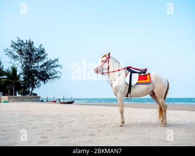 Bellissimo cavallo bianco sulla spiaggia di sabbia, servizio per il turista a Hua-Hin, Thailandia. Foto Stock