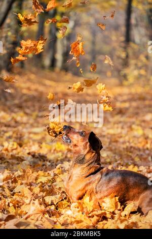 Cane marrone dachshund in foglie di autunno cadenti gialle Foto Stock