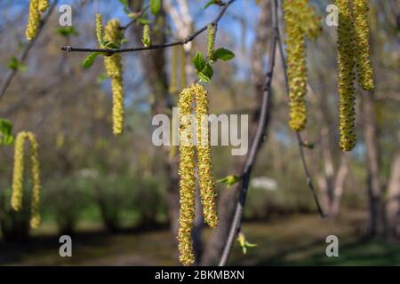 Vista ravvicinata dei cetrioli gialli emergenti che fioriscono su un albero di betulla del fiume in primavera, con sfondo blu cielo Foto Stock
