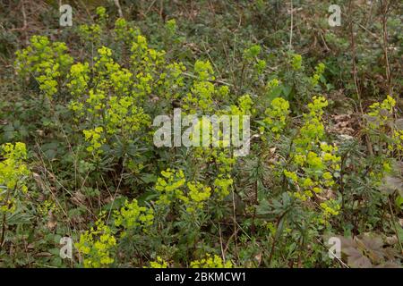 Primavera fioritura legno spurgo (Euphorbia amigdaloides) crescere in foresta antica densa in una foresta in Devon rurale, Inghilterra, Regno Unito Foto Stock