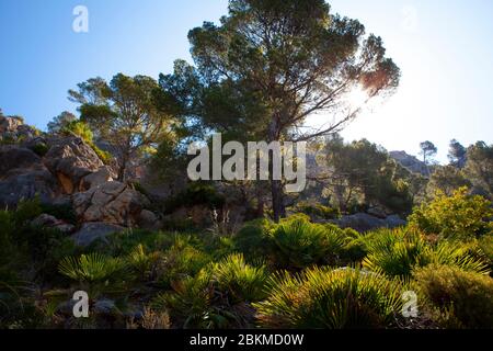 Reserva Biológica de la Traca, Sant Elm, Maiorca, Isole Baleari, Spagna Foto Stock