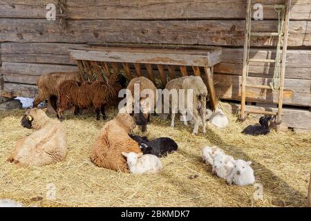 Famiglia di pecora in un fienile Foto Stock