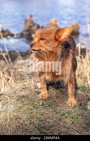 Un divertente piccolo cane peloso con occhi chiusi della razza Yorkshire Terrier si trova su un tumulo sullo sfondo dell'acqua. Capelli lunghi di cane di colore marrone disheveled Foto Stock