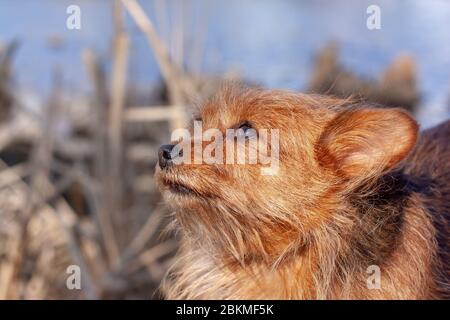 Ritratto di Yorkshire Terrier. Capelli lunghi e piatti marroni per cani e grandi orecchie. Guardando verso l'alto. Sfondo sfocato. Orizzontale. Foto Stock