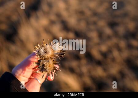 Piante di campo nella mano. Un bouquet di fiori secchi. Primavera sul campo. Vista superiore, sfondo sfocato. Foto Stock