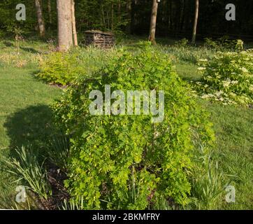 Primavera fioritura piangente Pea Siberiano albero (Caragana arborescens 'Pendula') in un Country Cottage Garden in Devon Rurale, Inghilterra, Regno Unito Foto Stock