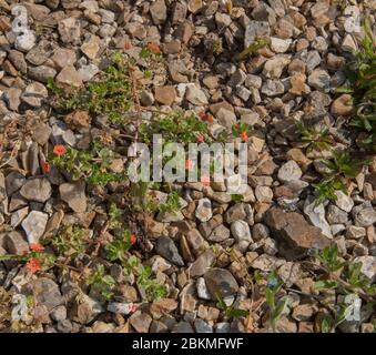 Primavera fioritura Scarlet Pimpernel Wild Flower (Anagallis arvensis) crescere su un percorso di ghiaia in un Country Cottage Garden in Devon Rurale, Inghilterra, Regno Unito Foto Stock