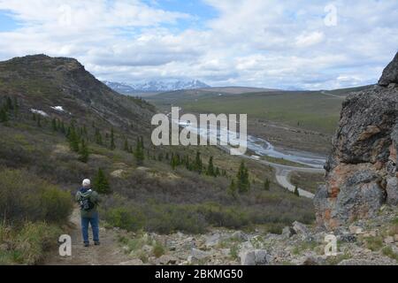 Un solo escursionista maschile su un sentiero vicino all'inizio del Savage Alpine Trail nel Denali National Park, Alaska, USA, si affaccia sulla valle del fiume. Foto Stock