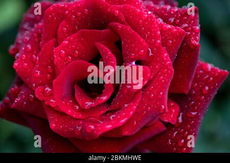 La bellezza della rosa rossa con le gocce di pioggia pesanti sui petali Foto Stock