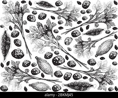 Piante di erbe, illustrazione disegnata a mano di prezzemolo cinese o di coriandolo con i pod del cardamomo isolati su sfondo bianco Illustrazione Vettoriale