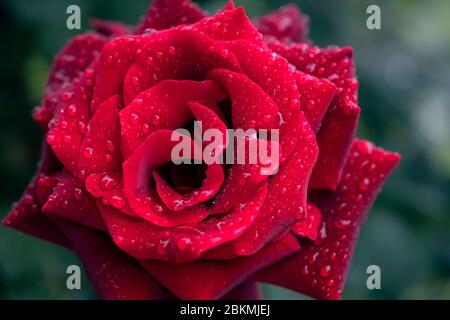 La bellezza classica della rosa rossa Foto Stock