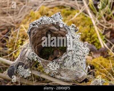 immagine con trama a palude, frammenti di piante di palude, adatta per lo sfondo Foto Stock