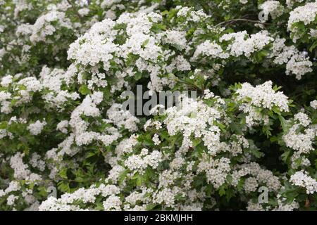 Crataegus monogyna blossom. Biancospino fiorisce in primavera. Foto Stock