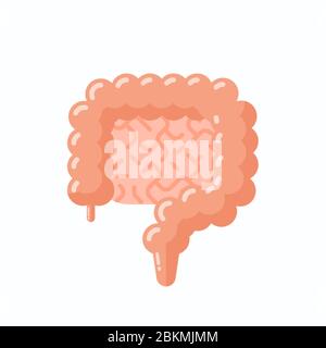 Anatomia dell'intestino umano, illustrazione vettoriale piatta, stile cartoon Illustrazione Vettoriale