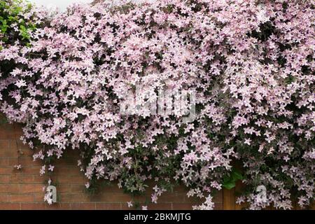 Clematis montana in crescita nel giardino maggio. Foto Stock