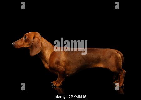 Vista laterale del cane Dachshund rosso su sfondo nero isolato, a tutta lunghezza Foto Stock