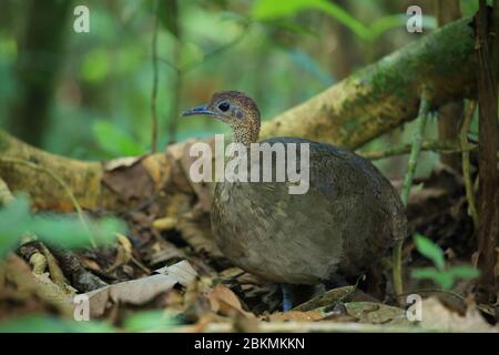 Grande Tinamou (Tinamus Major) nella foresta pluviale. Parco Nazionale del Corcovado, Penisola dell'Osa, Costa Rica. Foto Stock