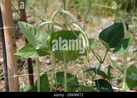 Vigna Unguiculata Sesquipedalis pods. Conosciuto anche come fagiolo di yardlong, bora, cowpea a lungo-podded, fagiolo di asparagi, fagiolo di piselli, fagiolo di serpente & fagiolo lungo cinese Foto Stock