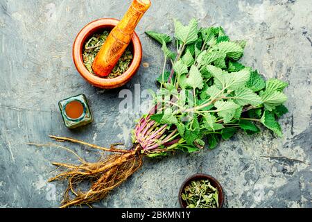 Cespuglio di balsamo fresco di limone, foglie di melissa essiccate e tinture medicinale.Medicinal Erbes.Herbal medicina Foto Stock