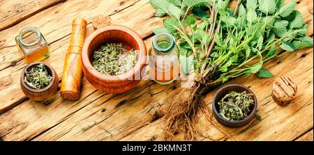 Erba di limone fresca, foglie di melissa essiccate e medicinale elisir.Natural medicina, erbe Foto Stock