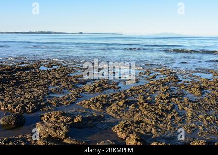 Vista a basso angolo di rocce costiere pianeggianti coperte di piccole alghe brune con oceano calmo sullo sfondo. Foto Stock