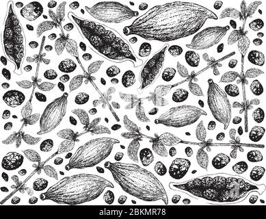 Piante di erbe, illustrazione disegnata a mano di Thyme fresco e Cardamom Pod isolati su uno sfondo bianco usato per il condimento in cottura. Illustrazione Vettoriale