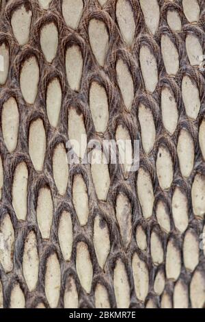 Particolare della cintura di pelle di serpente. Un primo piano di una cintura del serpente più velenoso King cobra sull'isola di Bali in Indonesia. Prodotto da officina di cuoio. Tann Foto Stock