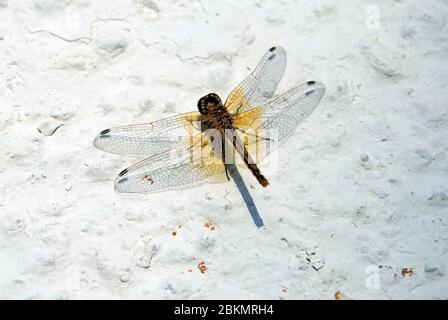 Dragonfly si riscalda su un muro imbiancato (Odonata), Mijas Costa, Spagna Foto Stock