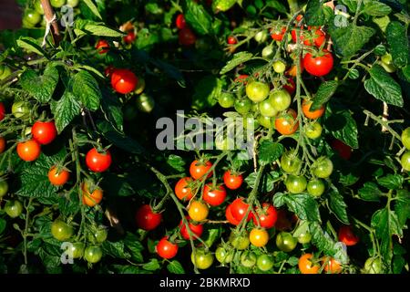 Varietà di pomodori ciliegini a maturazione sulla vite, Regno Unito Foto Stock