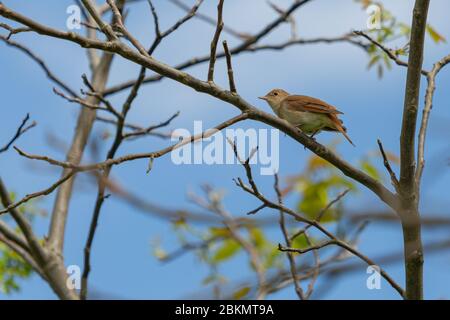 Comune nightingale, un uccello di canto marrone con coda rossastra, appollaiato sull'albero in una giornata di sole primaverile. Cielo blu e foglie verdi sullo sfondo. Foto Stock