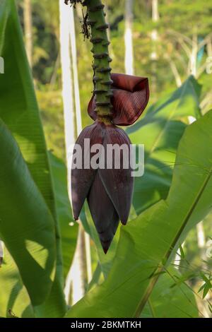 Giovane Banana fiorisce. Banana Fiore - il fiore viola a forma di lacrima alla fine del cluster di frutta di banana in un albero di banana è chiamato banana lui Foto Stock