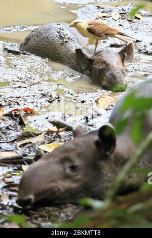 Caracara a testa gialla (Milvago chimachima) mangiare cime parassitarie dal Tapir di Baird (Tapirus bairdii) giovanile con la madre. Corcovado, Costa Rica Foto Stock