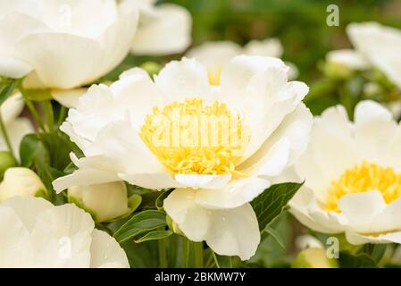 Early White Peony Lactiflora, Paeonia lactiflora Krinkled White, Peony Krinkled bianco Foto Stock