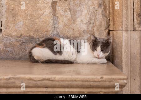 Un gatto randagio multicolore che dorme su un vecchio sedile di pietra calcarea con vecchi mattoni sullo sfondo nella città vecchia di Dubrovnik, Croazia al sole Foto Stock