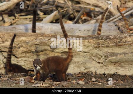 Coatis bianco-nobiliato (Nasua narica) che si affaccia su una spiaggia. Parco Nazionale del Corcovado, Penisola dell'Osa, Costa Rica. Foto Stock