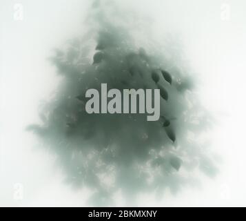 l'albero di ficus lascia in nebbia, fuoco selettivo Foto Stock