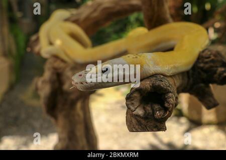 Strangler serpente individuale adulto su ramo asciutto. Primo piano di un boa serpente giallo avvolto intorno ad un ramo di albero e guardando arround. Curioso albino di pitone Foto Stock