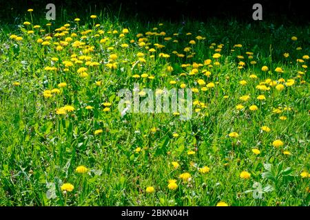 giardino rurale pieno di dandelions taraxacum officinale comune nella contea di zala primavera ungheria Foto Stock