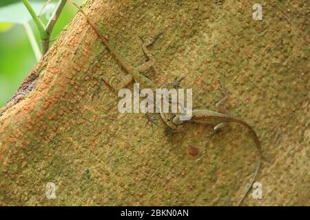 Uomini di Golfo Dulce Anole lucertole (Anolis polylepis) combattimenti. Parco Nazionale del Corcovado, Penisola dell'Osa, Costa Rica. Endemico a sud-ovest del Costa Rica. Foto Stock