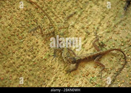 Uomini di Golfo Dulce Anole lucertole (Anolis polylepis) combattimenti. Parco Nazionale del Corcovado, Penisola dell'Osa, Costa Rica. Endemico a sud-ovest del Costa Rica. Foto Stock