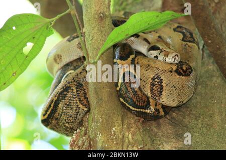 Boa Constrictor (Boa imperator) avvolto in foresta pluviale albero. Parco Nazionale del Corcovado, Penisola dell'Osa, Costa Rica. Foto Stock