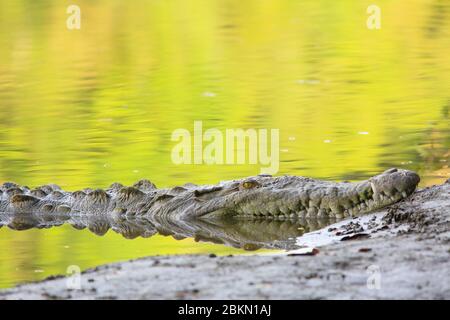 Coccodrillo americano (coccodrillo acutus) sulla riva del fiume Sirena, Parco Nazionale del Corcovado, Costa Rica. Foto Stock