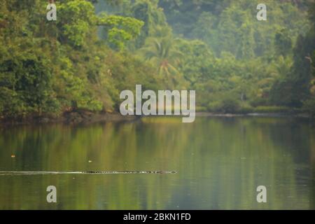Coccodrillo americano (coccodrillo acutus) che nuota attraverso il fiume Sirena, il Parco Nazionale del Corcovado, Costa Rica. Foto Stock