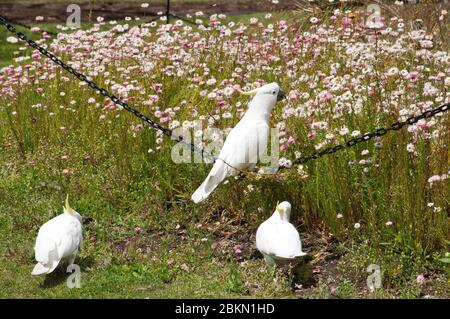 Sydney Australia, gruppo di galli con crete di zolfo in giardino con uno arroccato su una catena di recinzioni Foto Stock