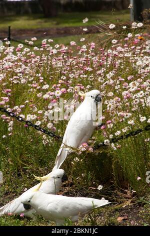 Sydney Australia, gruppo di galli con crestatura di zolfo in giardino Foto Stock