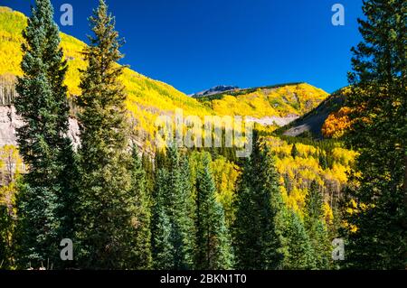 Aspen caduta delle foglie in montagna, Colorado, Stati Uniti d'America. Foto Stock