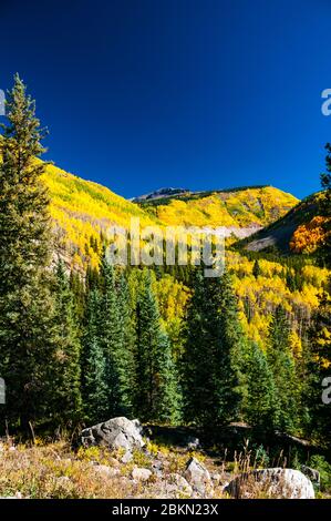 Aspen caduta delle foglie in montagna, Colorado, Stati Uniti d'America. Foto Stock